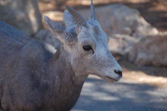 young big horn sheep